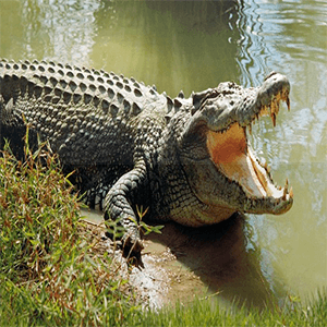 Baixar Angry Crocodile Attack para Android