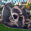 Baixar Wanted Raccoon para Widnows