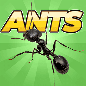 Baixar Pocket Ants: Colony Simulator para Android