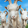 Baixar Goat Simulator 3 para Windows