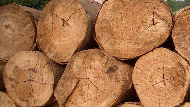 Cientistas desenvolvem "super madeira"